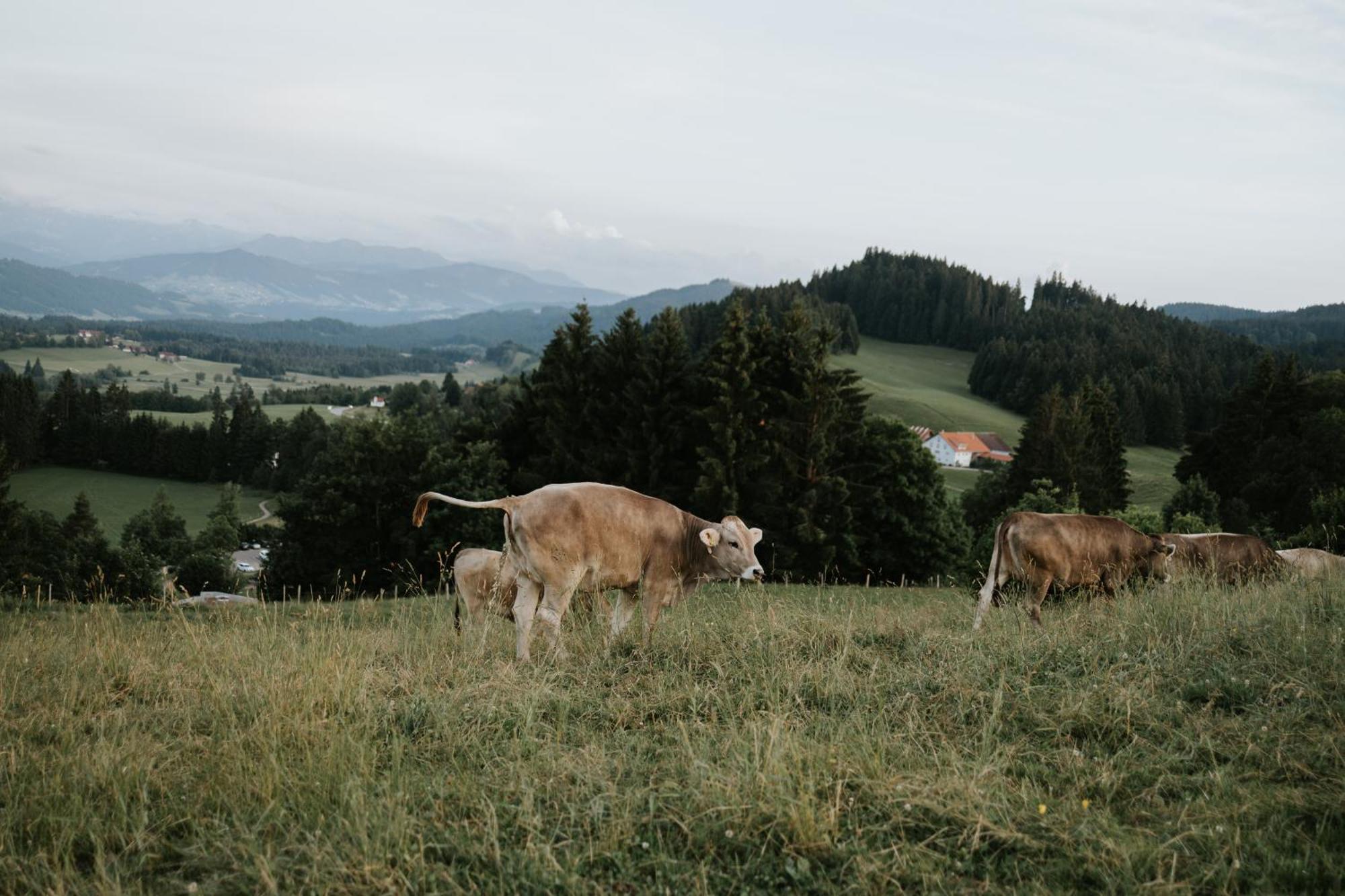 Heimatel - Ferienappartements Hochberg Argenbuhl Buitenkant foto